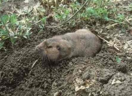 New Guide Helps Organic Growers Manage Burrowing Rodents